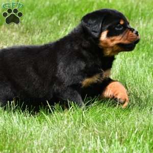 virginia, Rottweiler Puppy
