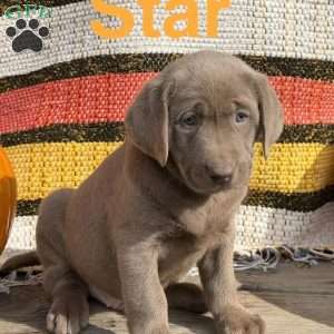 Star, Silver Labrador Retriever Puppy