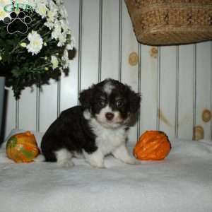 Marcie, Mini Aussiedoodle Puppy