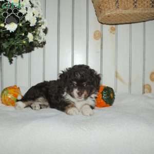 Maddie, Mini Aussiedoodle Puppy