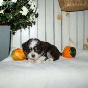 Macy, Mini Aussiedoodle Puppy