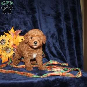 Cassie, Mini Goldendoodle Puppy