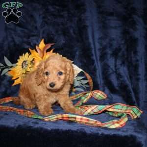 Caleb, Mini Goldendoodle Puppy