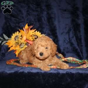 Calvin, Mini Goldendoodle Puppy