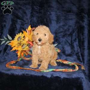 Chester, Mini Goldendoodle Puppy