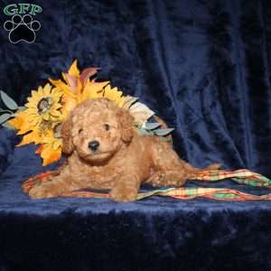 Christ, Mini Goldendoodle Puppy