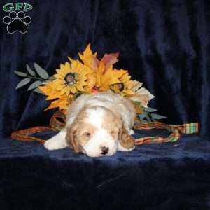 Levi, Mini Goldendoodle Puppy