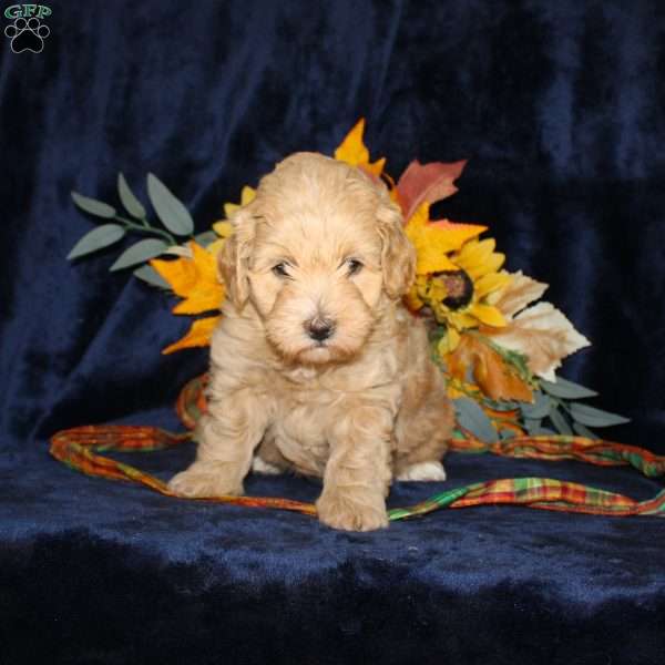 Len, Mini Goldendoodle Puppy