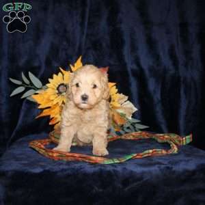 Lydia, Mini Goldendoodle Puppy