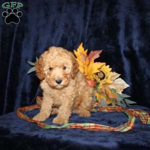 Dan, Mini Goldendoodle Puppy