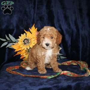 Darlene, Mini Goldendoodle Puppy