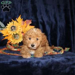 David, Mini Goldendoodle Puppy