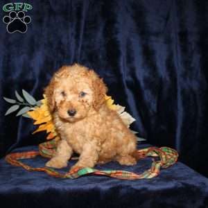 Debbie, Mini Goldendoodle Puppy