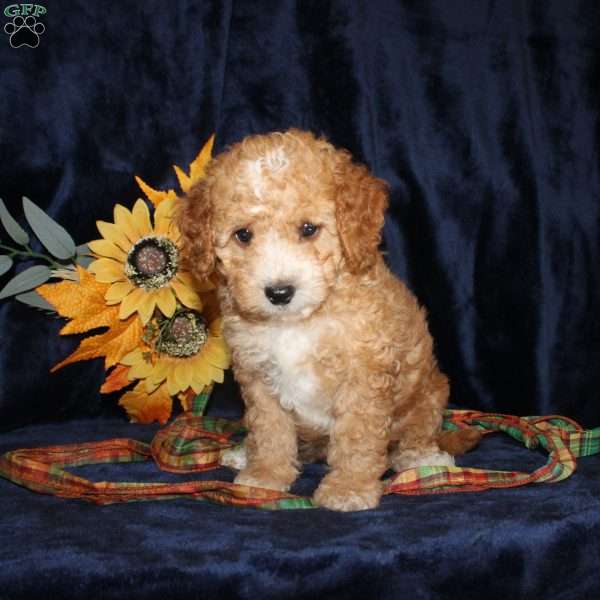 Dickie, Mini Goldendoodle Puppy