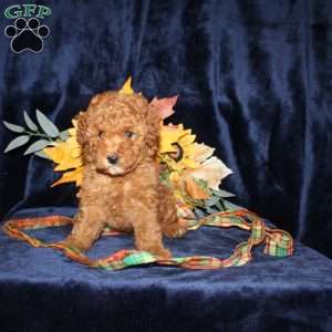 Dolly, Mini Goldendoodle Puppy