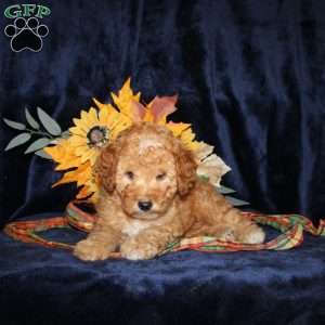 Donald, Mini Goldendoodle Puppy
