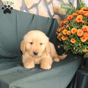 David, Golden Retriever Puppy