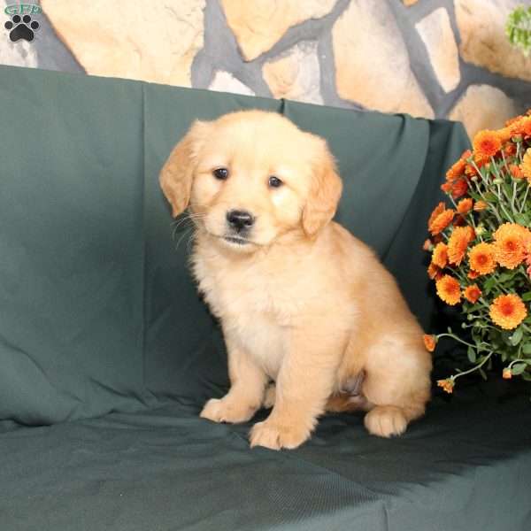 Donica, Golden Retriever Puppy