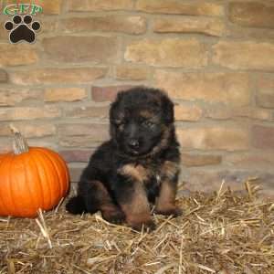 Pine, German Shepherd Puppy