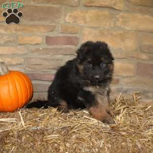 Willow, German Shepherd Puppy