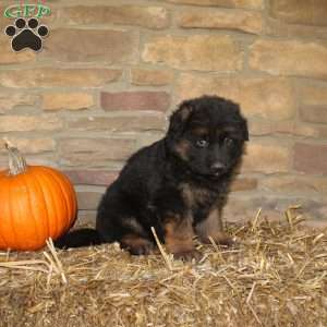 River, German Shepherd Puppy