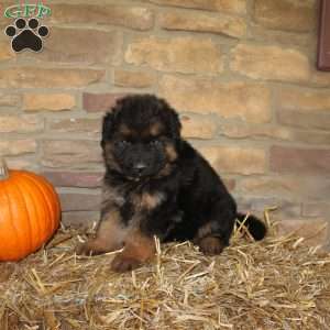 Forrest, German Shepherd Puppy