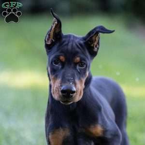 Rio, Doberman Pinscher Puppy
