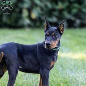 Rio, Doberman Pinscher Puppy