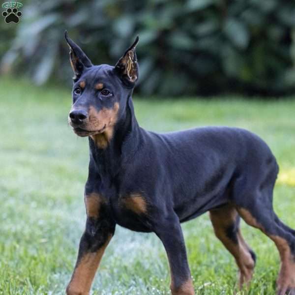 Rio, Doberman Pinscher Puppy