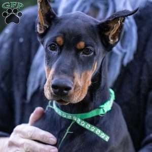 Journey, Doberman Pinscher Puppy