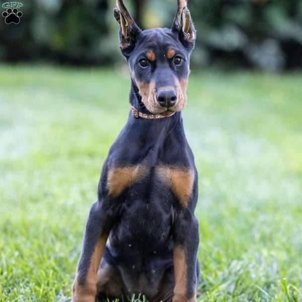 Paris, Doberman Pinscher Puppy