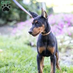 Paris, Doberman Pinscher Puppy