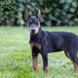 Paris, Doberman Pinscher Puppy