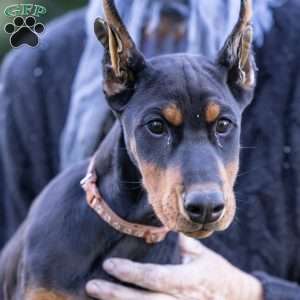 Paris, Doberman Pinscher Puppy