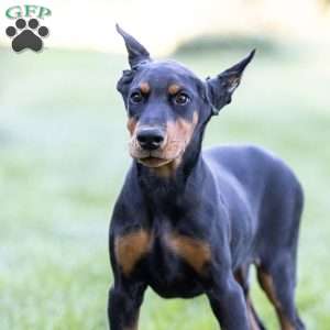 Journey, Doberman Pinscher Puppy