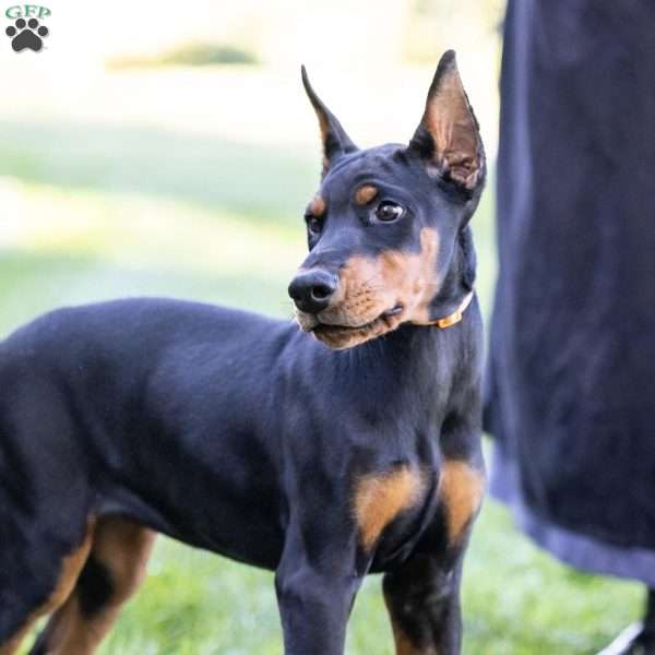 Journey, Doberman Pinscher Puppy