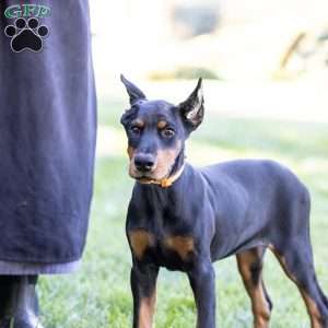 Journey, Doberman Pinscher Puppy
