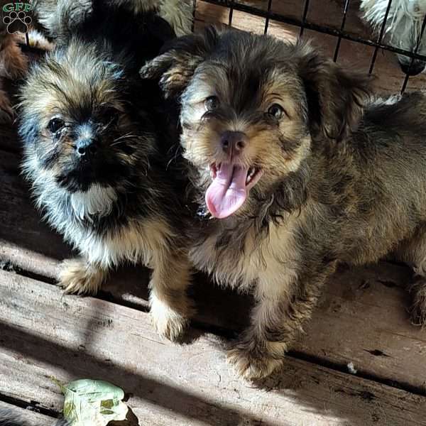 Suzie, Havanese Mix Puppy