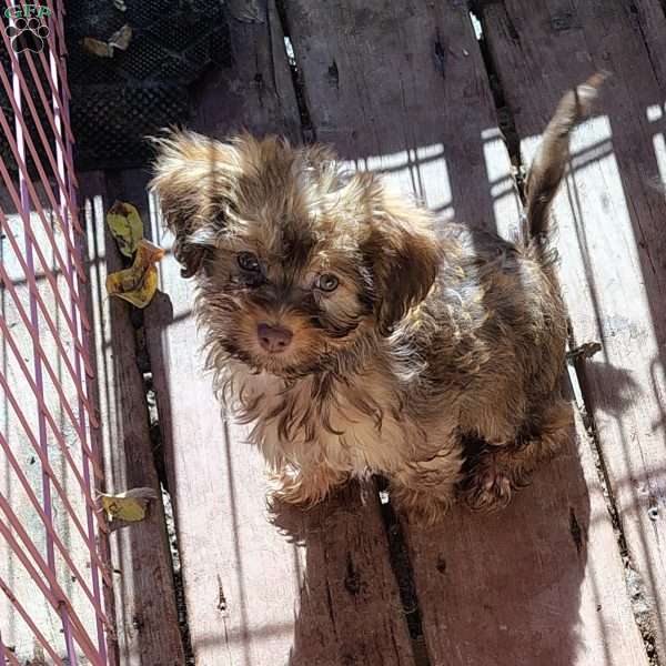 Sam, Havanese Mix Puppy