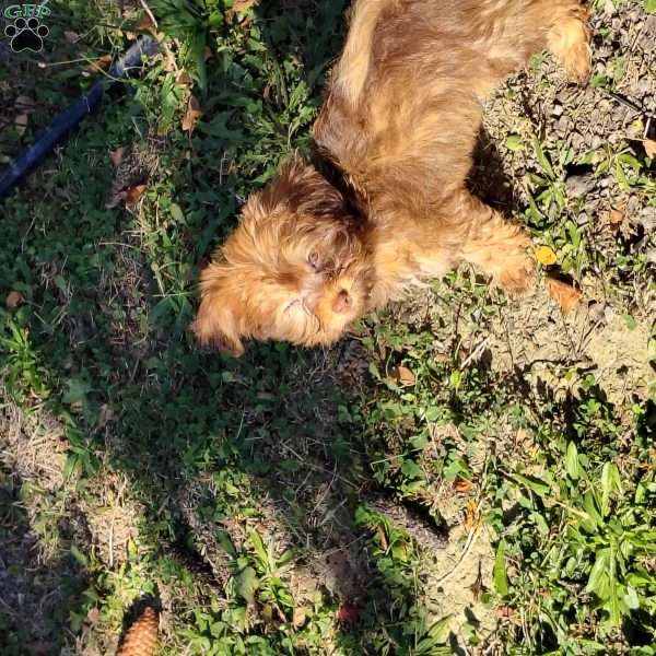 Sunny, Havanese Mix Puppy