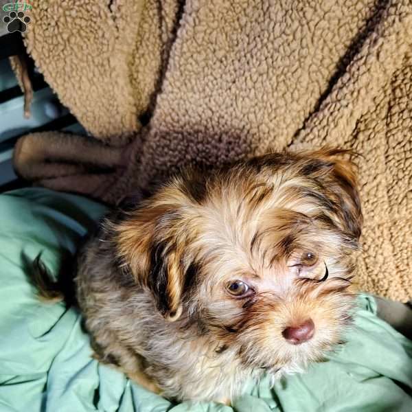 Summer, Havanese Mix Puppy