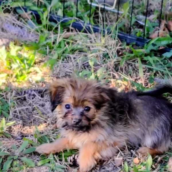 Sassy, Havanese Mix Puppy