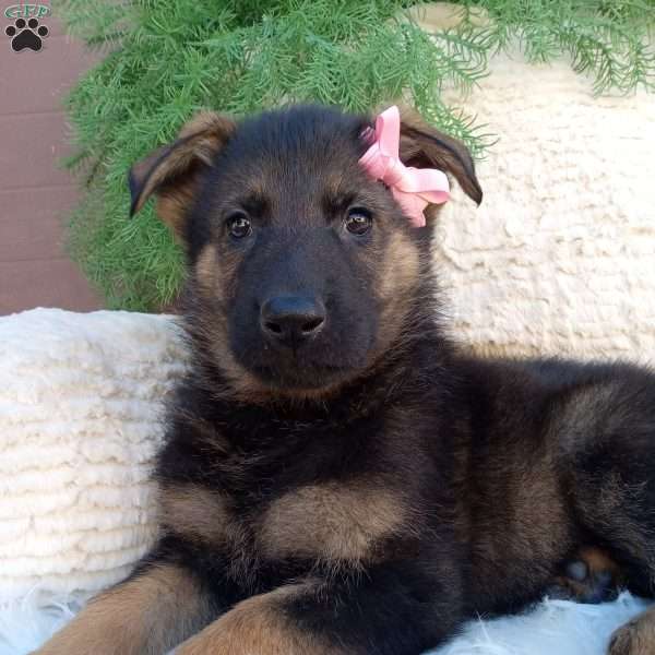 Chloe, German Shepherd Puppy