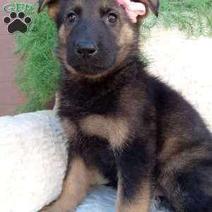 Chloe, German Shepherd Puppy