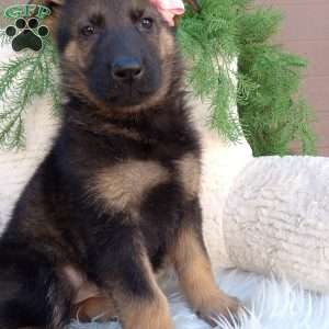 Chloe, German Shepherd Puppy