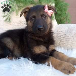 Chloe, German Shepherd Puppy
