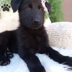 Raven, German Shepherd Puppy