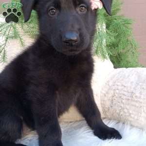 Raven, German Shepherd Puppy