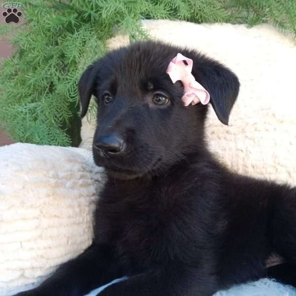 Raven, German Shepherd Puppy