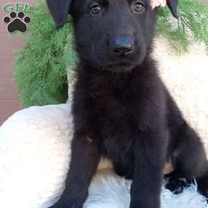 Raven, German Shepherd Puppy